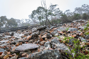 tree in the mountains