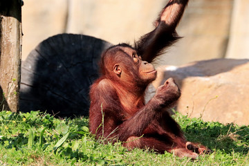 orang outan de Bornéo