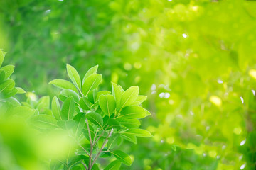 Fototapeta na wymiar Green leaf nature on blurred greenery background with copy space under sunlight using as a wallpaper, ecology, fresh concept.