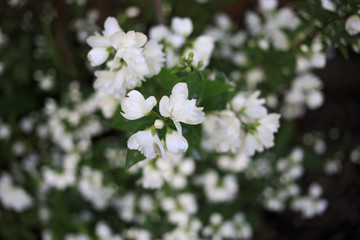 blooming branch of white jasmine, spring