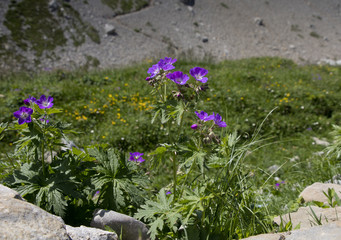 Bergblumen in den Alpen