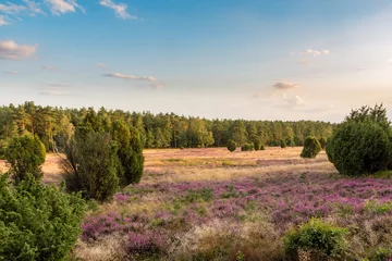 Poster The Lüneburg Heath to the Heath Bloom - radiant violet flowers, trees and hiking trails © Martin