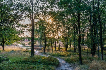 Sunrays through the trees during the sunset in the Lüneburg Heath to the heath blossom - radiant violet flowers, trees and hiking trails