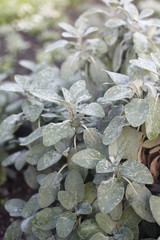 Salbei 