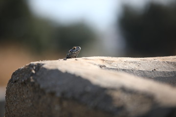 A Gecko's head peeking out from behind a stone fence.Lizard reptiles. Selective focus.Concept:the natural curiosity.Copy space for your text