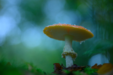 Champignon amanite dans un beau décors