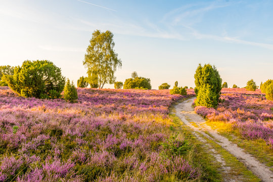 The L&uuml;neburg Heath to the Heath Bloom - radiant violet flowers, trees and hiking trails