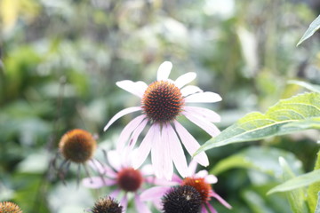 Roter Sonnenhut - Ecchinaceae purpurea - asteraceae