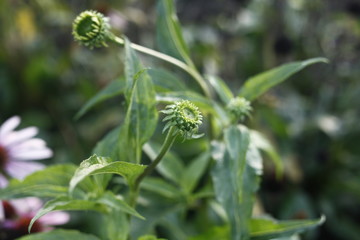 Roter Sonnenhut - Ecchinaceae purpurea - asteraceae