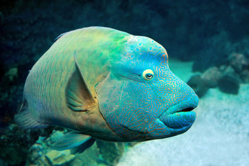 Fish Napoleon Wrasse (Cheilinus undulatus) on coral reef