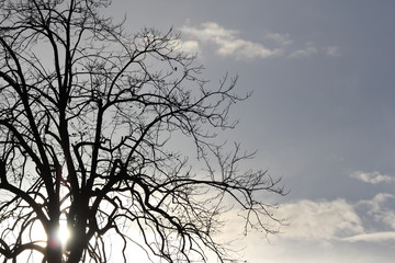 silhouette of tree in the sun