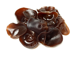 black fungus on white background 