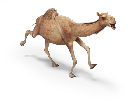 Camel run 3d rendering on white background with shadow
