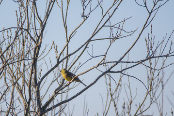 Yellowhammer (Emberiza citrinella) male bird, sitting on branch of bush and singing. Birdwatching in Lubana, Latvia.