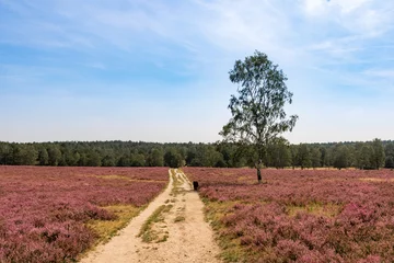 Muurstickers The Lüneburg Heath to the Heath Bloom - radiant violet flowers, trees and hiking trails © Martin