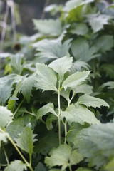 Traubensilberkerze, cimicifuga racemosa - ranunculaceae