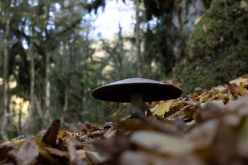 mushroom in the forest
