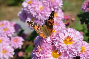 昆虫素材、アカタテハに似たタテハチョウ科のヒメアカタテハ