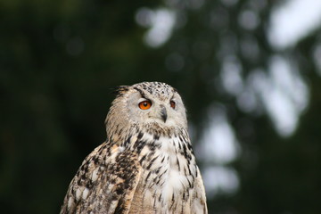 rapace qui regarde l'horizon 