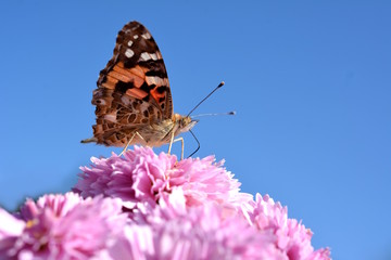 昆虫素材、アカタテハに似たタテハチョウ科のヒメアカタテハ