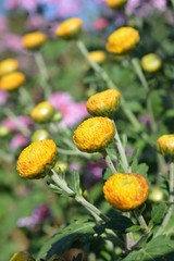 丸くて可愛い黄色い小菊、花畑、花イメージ素材