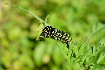 家庭菜園のニンジンの葉についたキアゲハの幼虫、昆虫イメージ素材