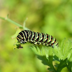 家庭菜園のニンジンの葉についたキアゲハの幼虫、昆虫イメージ素材