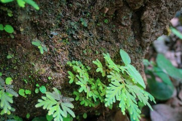 Little green plants growing up in rock surface 