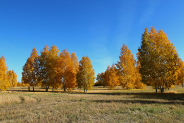 birch trees in the forest on a clear day in autumn