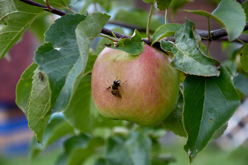 red apple with fly, insects in the garden on nature background