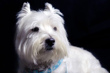 shih tzu dog
