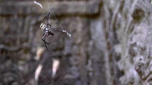 Slow motion. Close up of a spider staying at its own web holding a bug between its long legs in a Cambodia temple. Focus in/out of an Argiope pulchella biting a bug in Ta Promt ruins before eat it-Dan