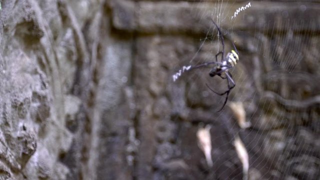 Close up of a spider staying at its own web holding a bug between its long legs in a Cambodia temple. Focus in/out of an Argiope pulchella biting a bug in Ta Promt ruins before eat it.-Dan