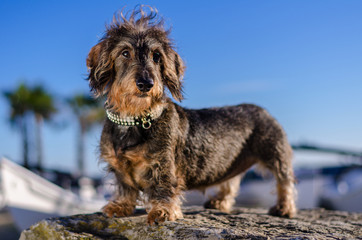 gray dachshund hard hair