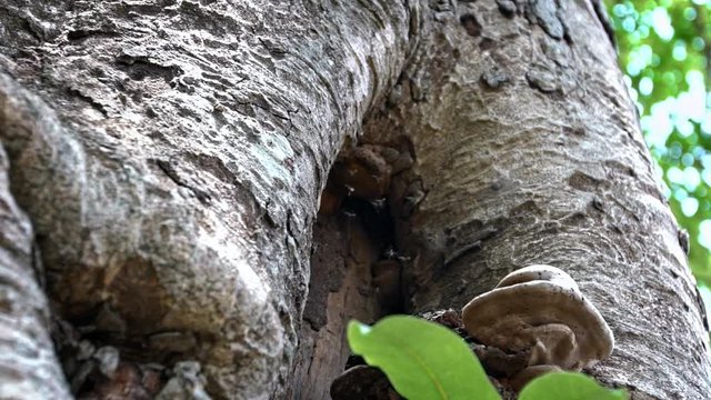 Slow motion, close up of tiny asian wasp Tamarixia radiata dancing, the Asian citrus cyllid parasitoid, flying in a tree hole close of the honeycomb and a mushroom in Mebon Siem Reap, Cambodia.-Dan