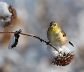 Western Tanager resting on a branche, feeding on seeds, on a winter day