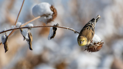 Western Tanager resting on a branche, feeding on seeds, on a winter day