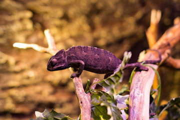 Lizard is busy closeup on the background of bushes.