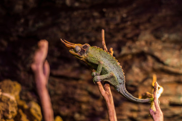 Lizard is busy closeup on the background of bushes.
