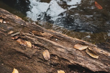 Leaf fallen on wooden surface and water surface 