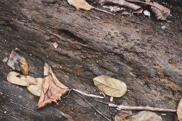 Fallen leaf on brown wooden surface 