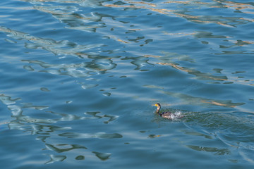 Cormorant bird swims in the sea