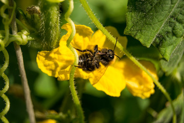 bee on a flower