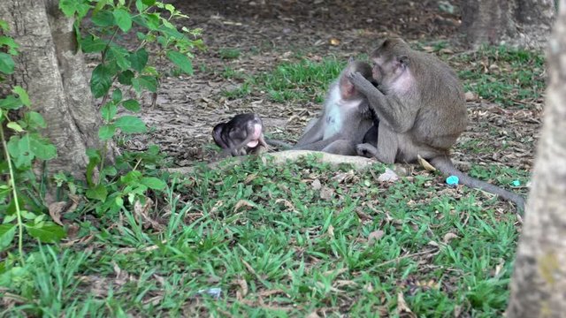 Slow motion family of Cambodian macaques sitting in the grass deworming each other while the little monkey explores the surroundings. A monkey looks the camera while eats in Angkor Wat, Siem Reap-Dan