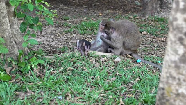 Slow motion of a family of Cambodian macaques sitting in the grass deworming each other while the little monkey explores the surroundings. Normal day of Cambodian monkeys in Angkor Wat, Siem Reap-Dan
