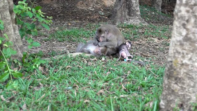 Slow motion of a family of Cambodian macaques in the grass deworming each other while the little monkey explores the surroundings. A moment of pleasure of a monkey in Angkor Wat, Siem Reap-Dan