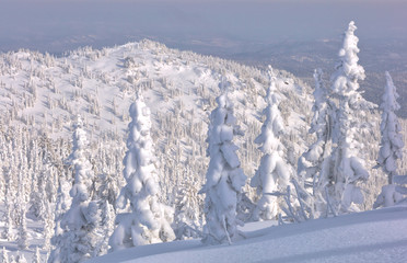 Scenic image of fairy-tale woodland in sunlit. Frosty day on ski resort. Explore the beauty of...