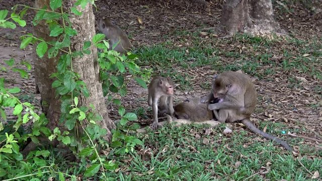 4k, family of Cambodian macaques sitting in the grass deworming each other while the little monkey explores the surroundings. Monkey looks the camera while eats in Angkor Wat, Siem Reap, Cambodia.-Dan