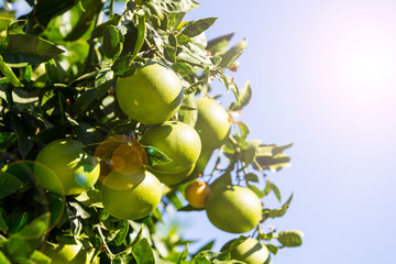 Fruits of citrus orange tree branches closeup shot.