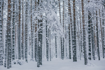 Winter day in the pine forest